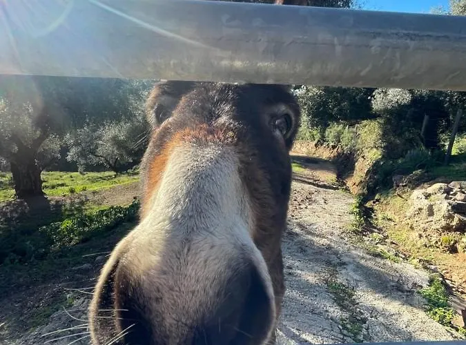 L'alivetu, D'hotes 3*