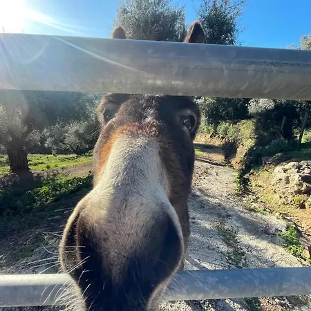 L'alivetu, D'hotes 3*